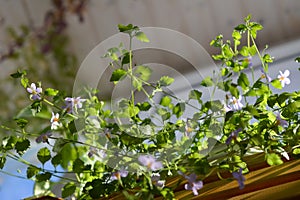 Bright green shoots of bacopa with small delicate lilac flowers close-up. Landscaping of the balcony