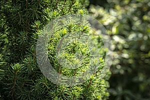 The bright green short needles of the Canadian spruce Picea glauca Conica on the left and the blurred background of the garden on