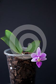 Bright green small orchid with two green leaves and a pink flower. Grows in a pine bark on a dark background.