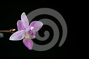 Bright green small orchid with two green leaves and a pink flower. Grows in a pine bark on a dark background