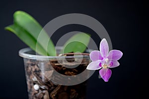 Bright green small orchid with two green leaves and a pink flower. Grows in a pine bark on a dark background.