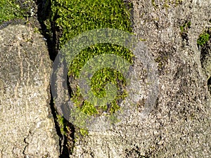 Bright green soft moss. moss on a tree trunk. Close-up of the surface of a tree. Background from natural elements