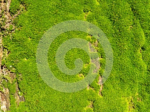 Bright green soft moss. moss on a tree trunk. Close-up of the surface of a tree. Background from natural elements