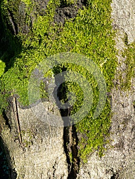 Bright green soft moss. moss on a tree trunk. Close-up of the surface of a tree. Background from natural elements