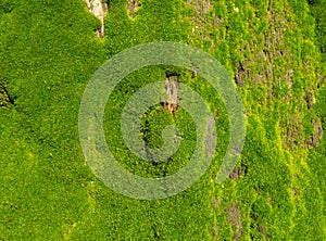 Bright green soft moss. moss on a tree trunk. Close-up of the surface of a tree. Background from natural elements. Old thick bark