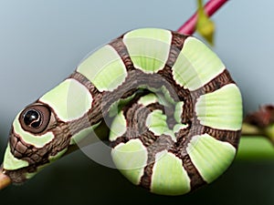 Bright Green Sphinx Moth Caterpillar with large brown eye spot