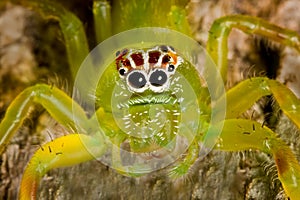 Bright green spider