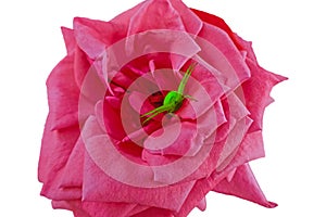 Bright green spider on a pink rose
