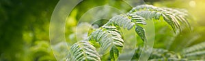 Bright green spring panorama background