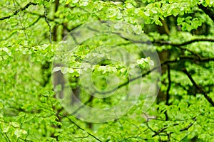 Bright green spring tree leaves in forest, blurred background