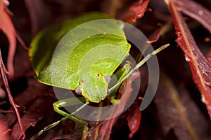 Bright green stink bug