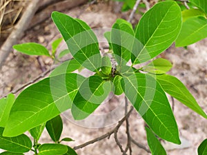 Bright green sugar apple leaves in the rainy season, abundant growth of green leaves and branches