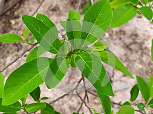 Bright green sugar apple leaves in the rainy season, abundant growth of green leaves and branches photo