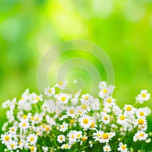 Bright green summer background with daisies flowers