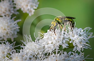 A bright green sweat bee feeds on a bunch of small white flowers