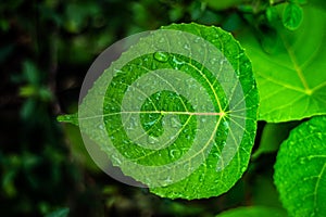 Bright Green textured leaf with water droplets