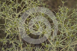 Bright green thorny plants