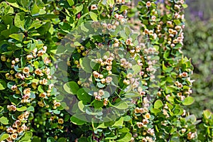 Bright green Thunbergs Barberry (Berberis Thunbergii Erecta) leaves and blooming flowers in the garden in spring.