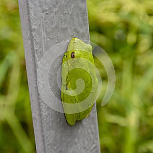 A bright green treen frog almost resembles a lump of gum stuck to a metal railing.