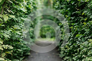 Bright green tunnel made from foliage lush plants. Footpath or walkway between fresh natural leaves. Alley at park