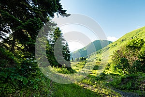 Bright green vegetation in summer mountain landscapes Alpine flower scene