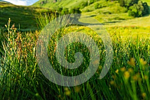 Bright green vegetation in summer mountain landscapes