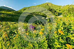 Bright green vegetation in summer mountain landscapes