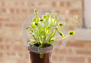 Venus Fly Trap Plant with Many Caught Flies photo