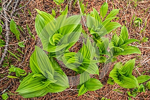 Bright green Veratrum with wide ribbed leaves in wild clearing. Plant is poisonous, contains alkaloid