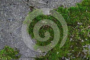 Bright green wet moss on a large stone