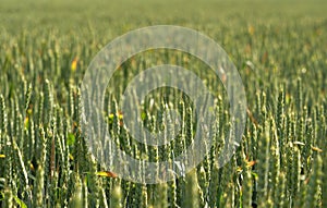 Bright green wheat field at sunset, close-up, selective focus. New crop of cereals ripens in summer. Agricultural concept, organic