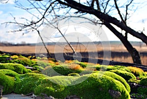 Bright green, yellow moss with red accents on a wooden surface, yellow grass and black branches, cloudy blue sky