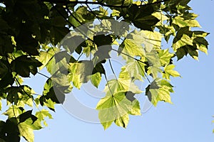 Bright green with yellow spots spring maple leaves lit by sun