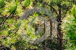 Bright green young pines sun day. Needles branches close up. Coniferous forest. Vietnam Dalat pine wood atmosphere