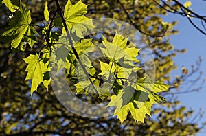 Bright green young spring maple leaves lit by sun
