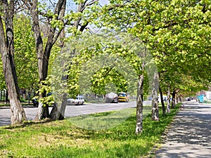 Bright Greenery of Blossoming Spring Foliage Adorns an Alley in One of the Residential Areas