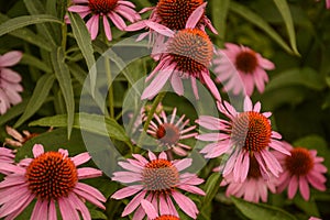 A Bright Group of Pink Cone Flowers