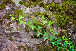 Bright Grren Ivy on Mossy Rock