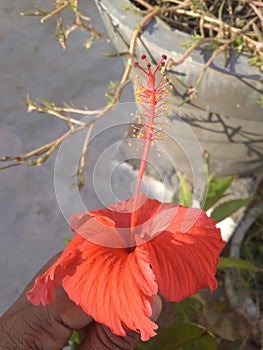 A Bright Hawaiian hibiscus shine in a shuny day