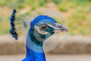 Bright head of Peacock with blue feathers on top. Close-up of male blue peacock head with blurred background