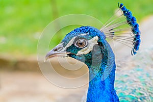 Bright head of Peacock with blue feathers on top.Soft focus of male blue peacock head with blurred background