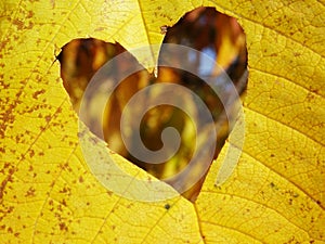 Bright hearts on autumn leaves, leaves and hearts