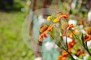 Bright Helenium flowers on a bright sunny day