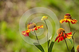 Bright Helenium flowers on a bright sunny day