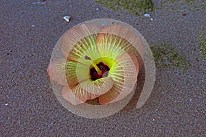 Bright Hibiscus Flower on Sand Evening Beach