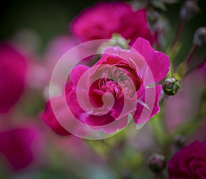 Bright Hot Pink Rambler Roses