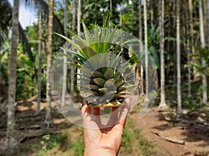 Bright image of woman holding spigot of pineapple, with long green leaves and thorns