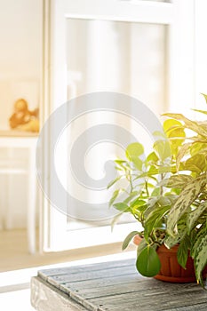 Bright interior of the house in the sun. green plants on a stand in the sun