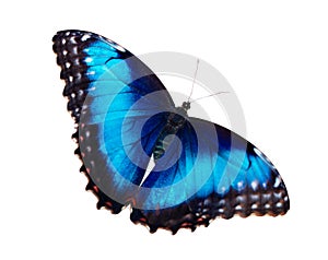 Female blue morpho butterfly isolated on white background with wings open photo