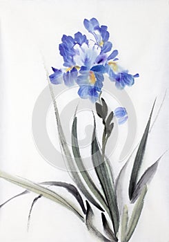 Bright iris flower